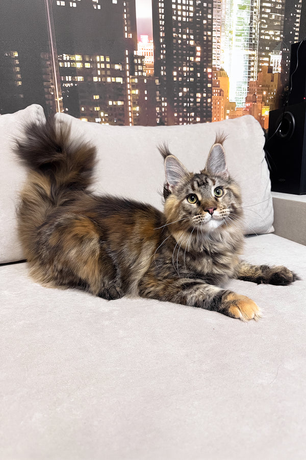 Honda | Maine Coon Kitten