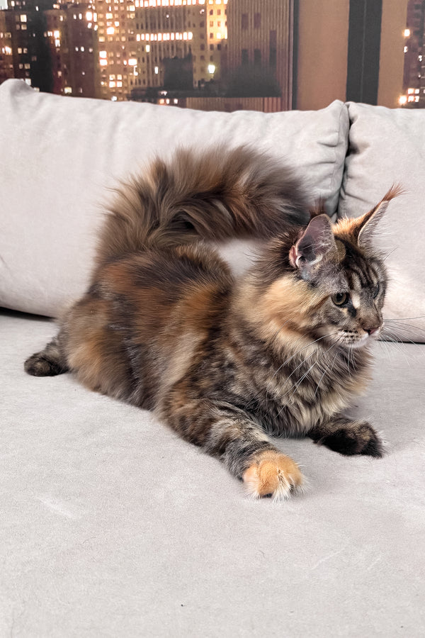 Honda | Maine Coon Kitten