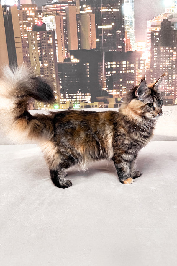 Honda | Maine Coon Kitten