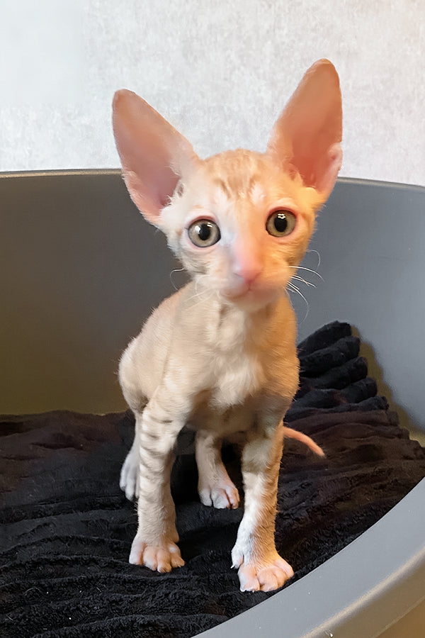 Honeymoon | Cornish Rex Kitten
