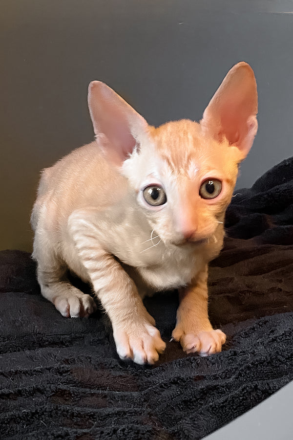 Honeymoon | Cornish Rex Kitten