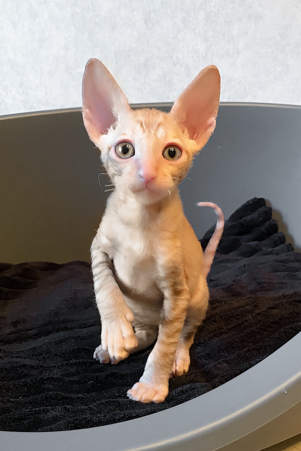 Honeymoon | Cornish Rex Kitten