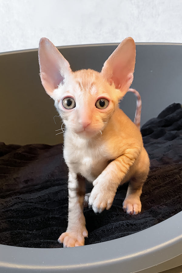 Honeymoon | Cornish Rex Kitten