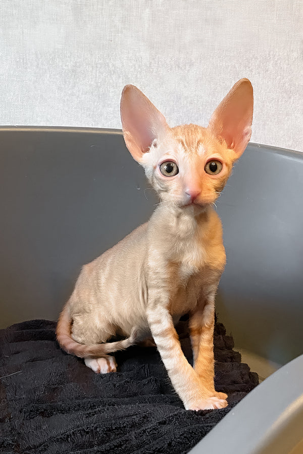 Honeymoon | Cornish Rex Kitten