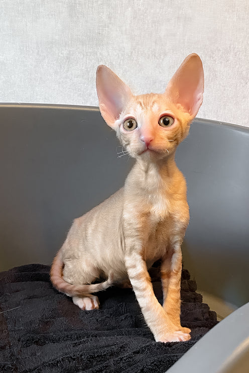 Honeymoon | Cornish Rex Kitten