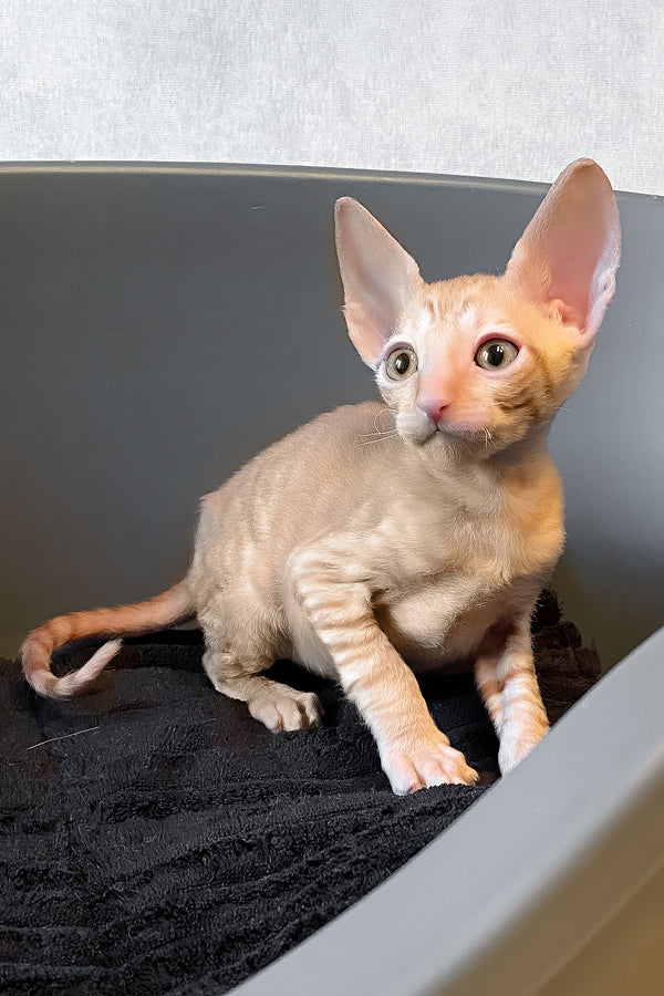 Honeymoon | Cornish Rex Kitten