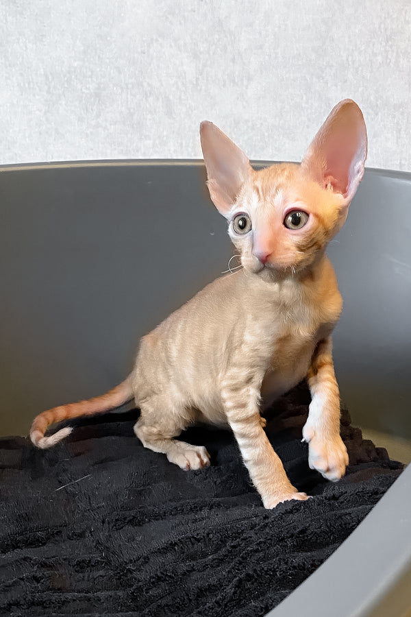 Honeymoon | Cornish Rex Kitten