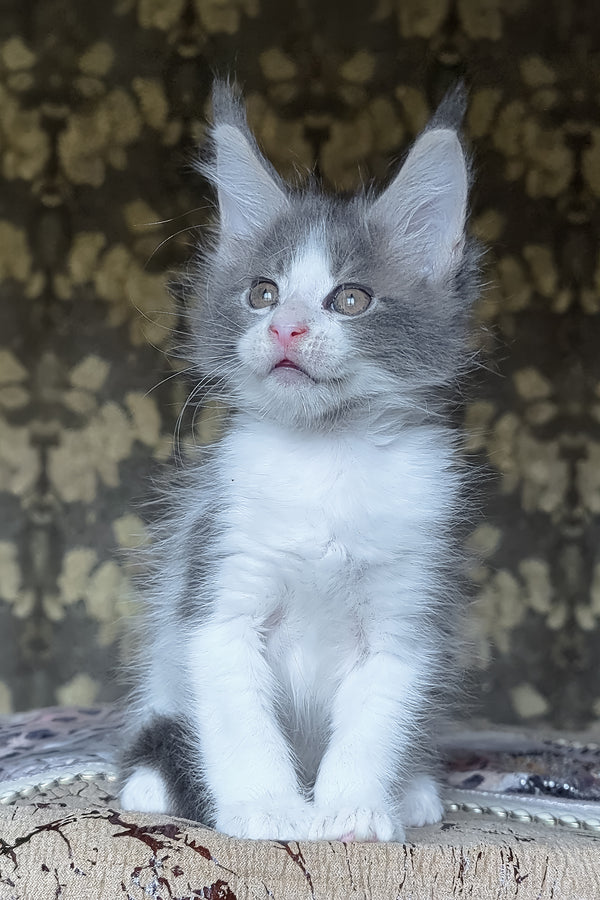 Honey | Maine Coon Kitten