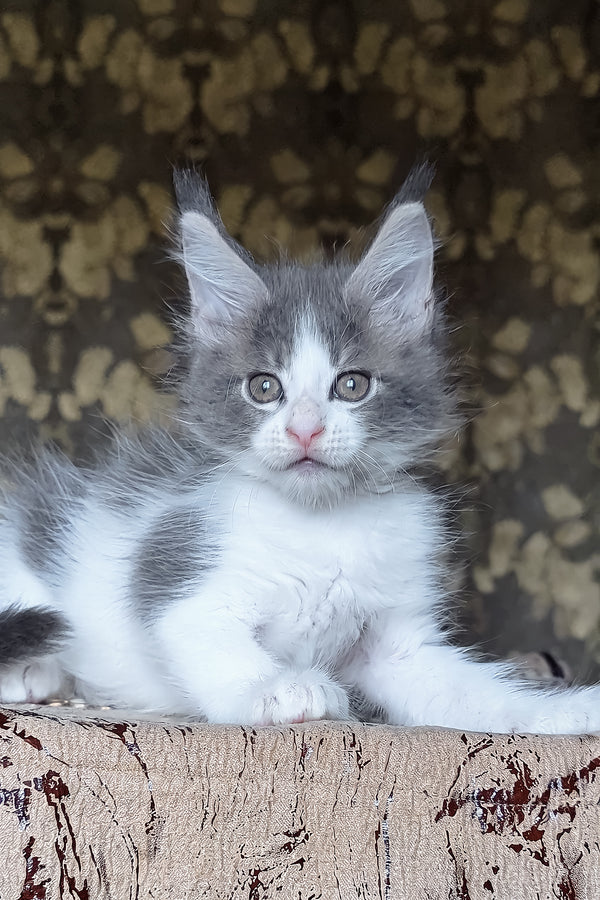 Honey | Maine Coon Kitten
