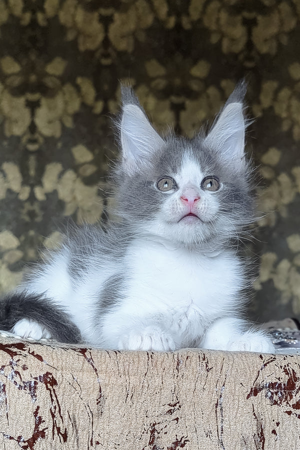 Honey | Maine Coon Kitten