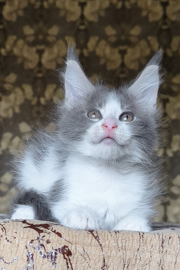 Honey | Maine Coon Kitten
