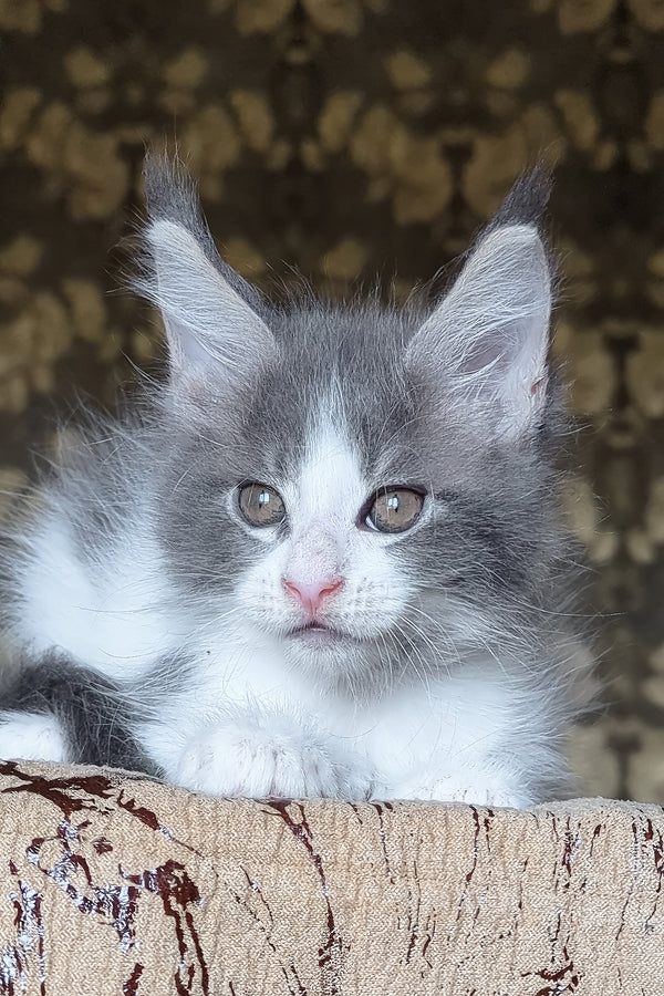 Honey | Maine Coon Kitten