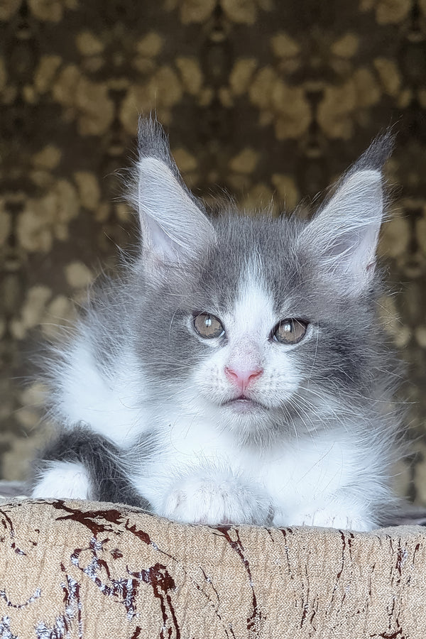 Honey | Maine Coon Kitten