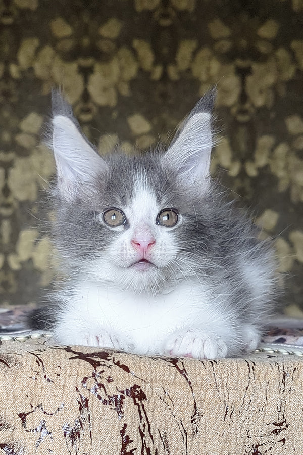Honey | Maine Coon Kitten