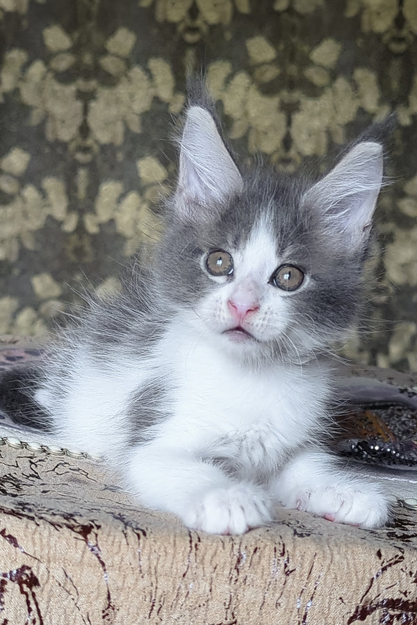 Honey | Maine Coon Kitten
