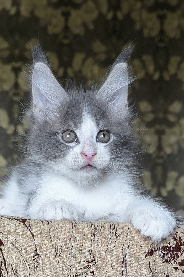 Honey | Maine Coon Kitten