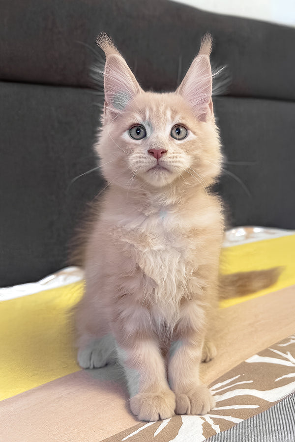 Honey | Maine Coon Kitten