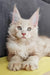 Honey | Maine Coon Kitten