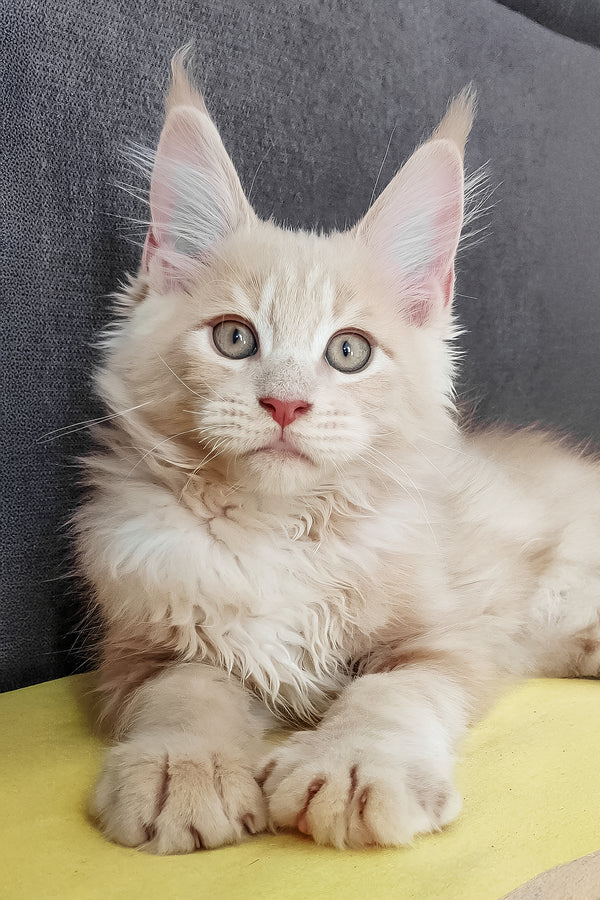 Honey | Maine Coon Kitten