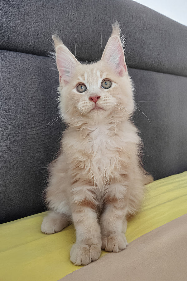 Honey | Maine Coon Kitten