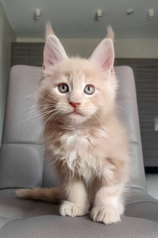 Honey | Maine Coon Kitten