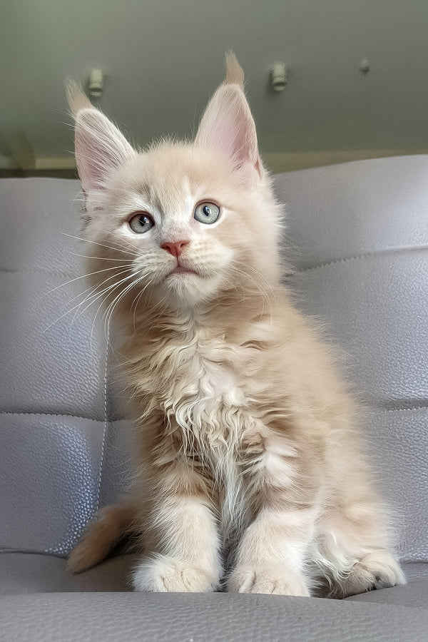 Honey | Maine Coon Kitten