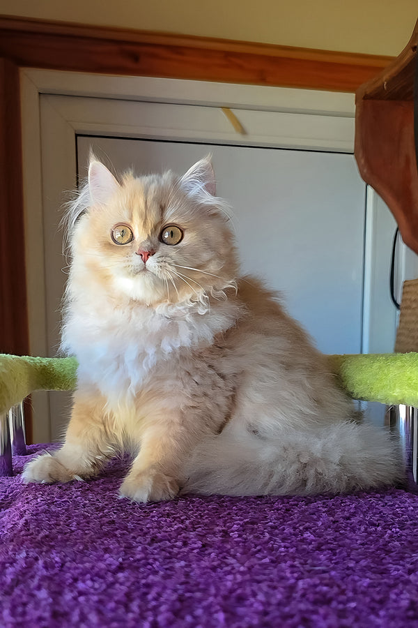 A british longhair kitten with a golden shaded coat and fluffy fur sits gracefully on a purple carpet
