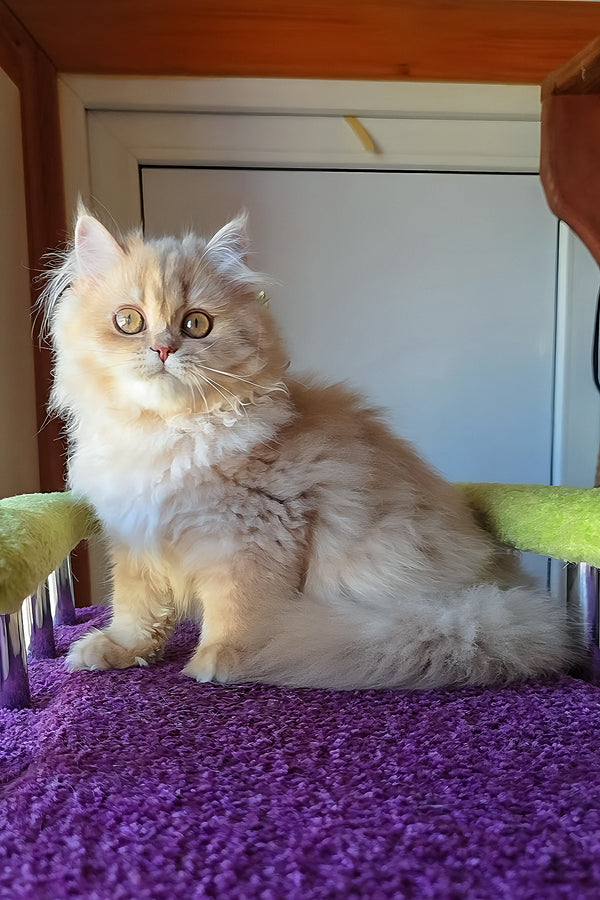 Honey british longhair kitten with fluffy cream golden shaded coat and striking golden eyes purebred kitties