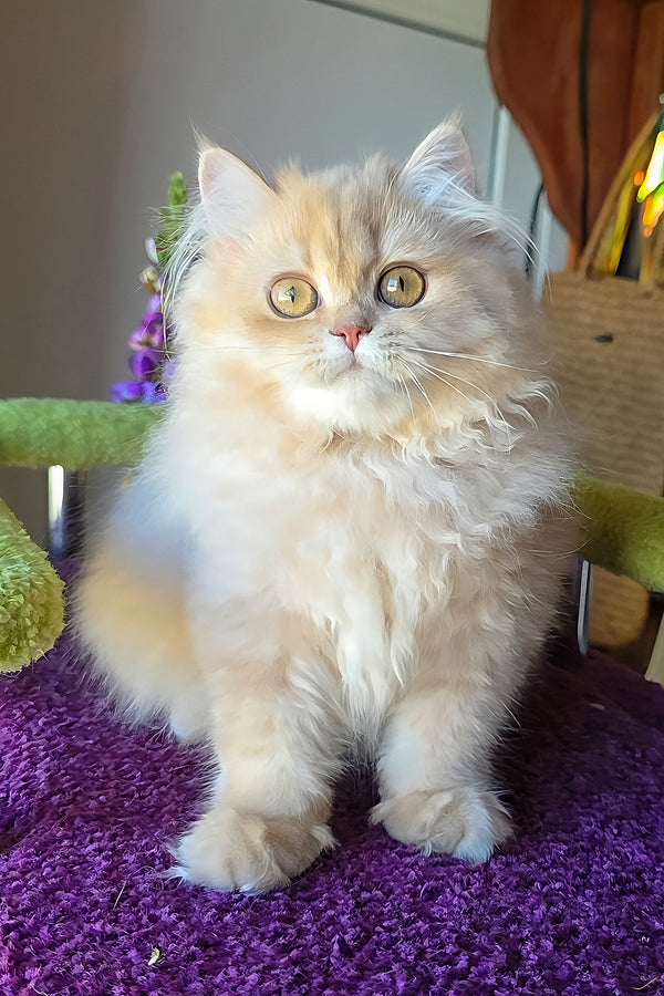 A fluffy cream british longhair kitten with golden shaded coat sitting on a purple textured surface