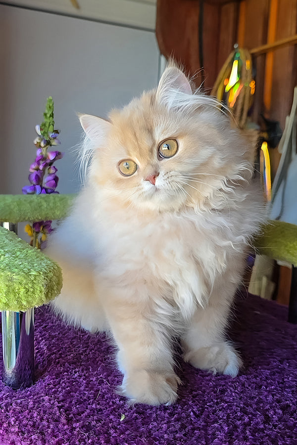 Honey british longhair kitten with fluffy cream golden shaded coat and striking golden eyes purebred kitties