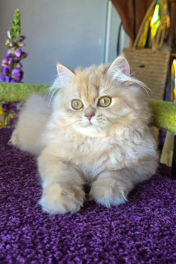 A fluffy cream british longhair kitten with a golden shaded coat lounges on a plush purple rug among purebred kitties