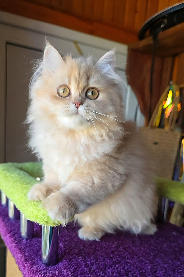 Fluffy cream-colored british longhair kitten honey with golden shaded coat and striking golden eyes purebred kitties