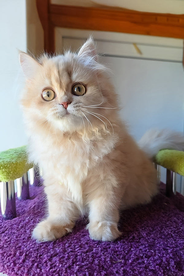 Fluffy cream-colored british longhair kitten honey with striking green eyes and soft golden shaded coat purebred kitties