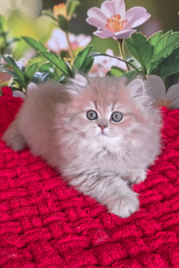 Honey | British Longhair Kitten