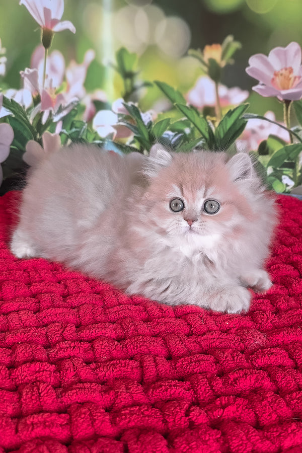 Honey | British Longhair Kitten
