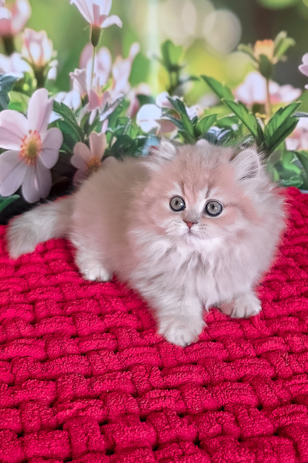 Honey | British Longhair Kitten