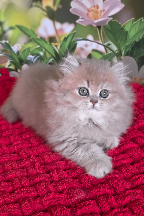 Honey | British Longhair Kitten