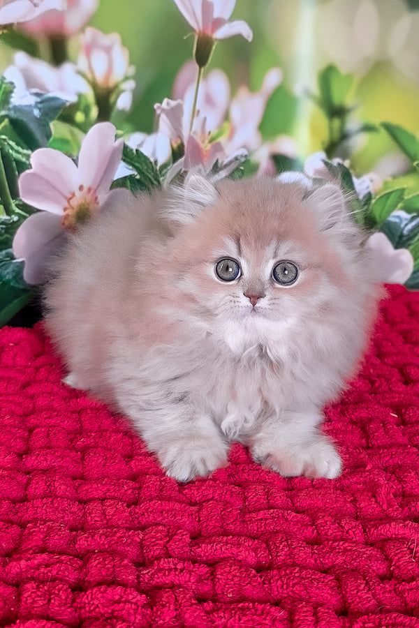 Honey | British Longhair Kitten