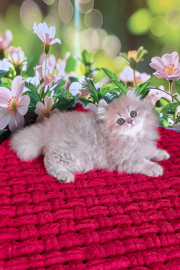 Honey | British Longhair Kitten