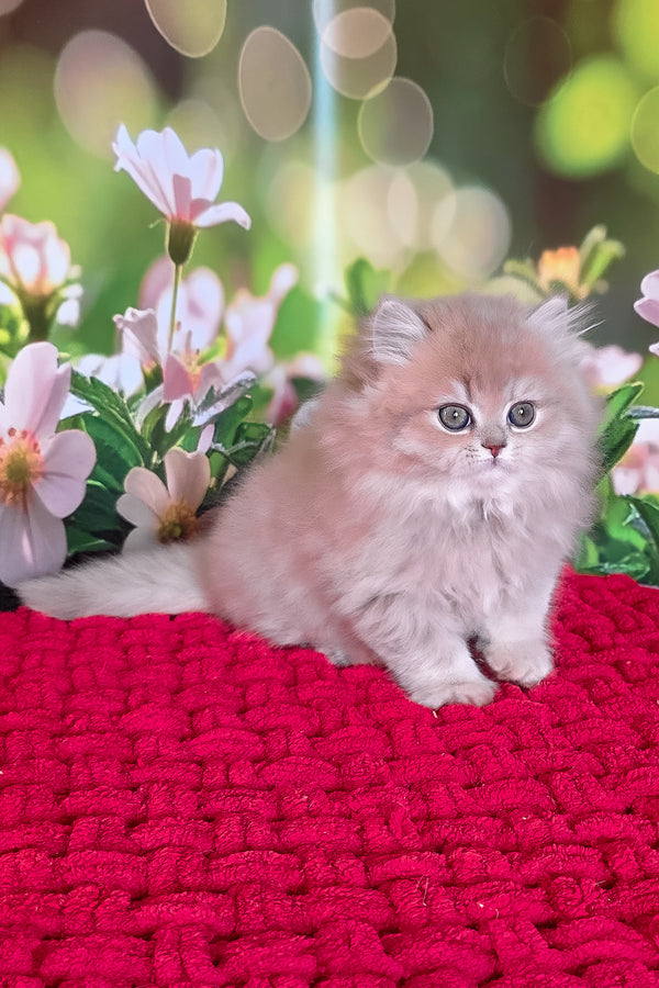 Honey | British Longhair Kitten