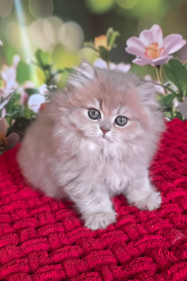 Honey | British Longhair Kitten