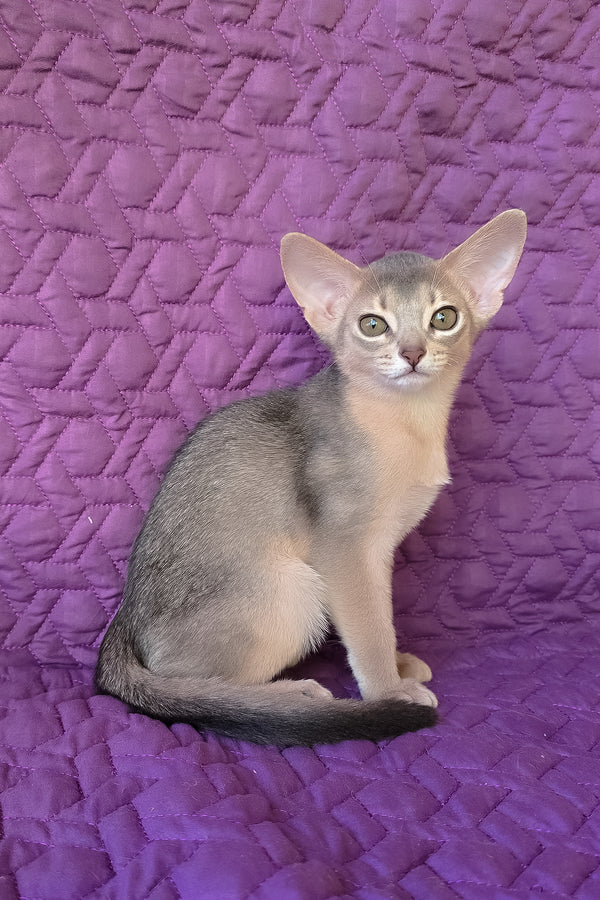 Honey | Abyssinian Kitten