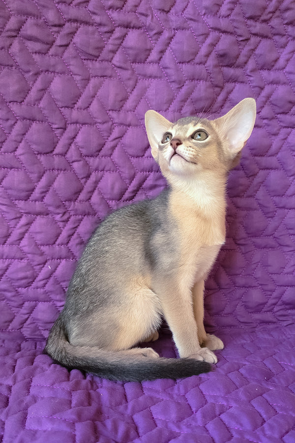 Honey | Abyssinian Kitten