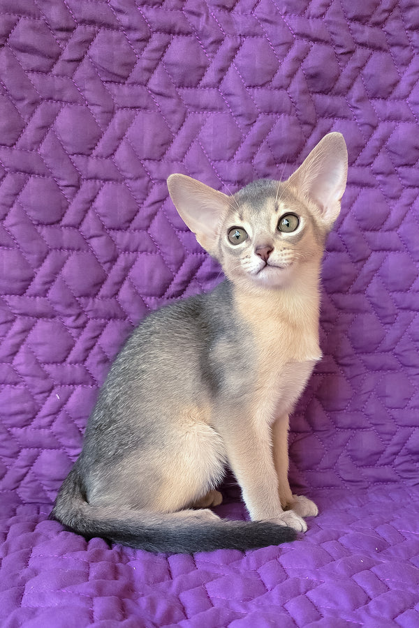 Honey | Abyssinian Kitten