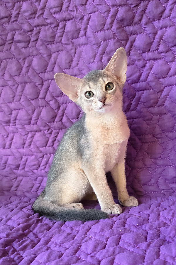 Honey | Abyssinian Kitten