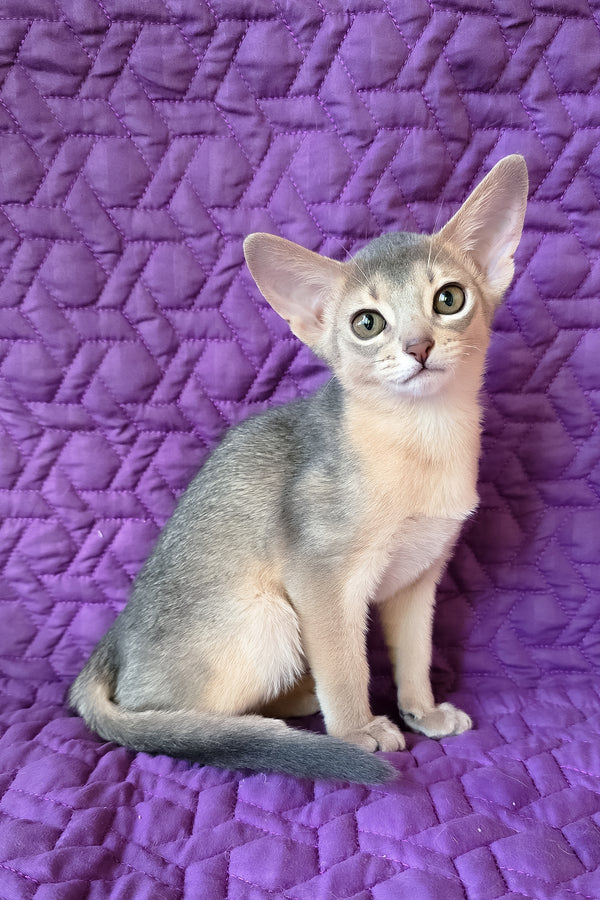 Honey | Abyssinian Kitten