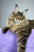 Honey Tiger | Maine Coon Kitten