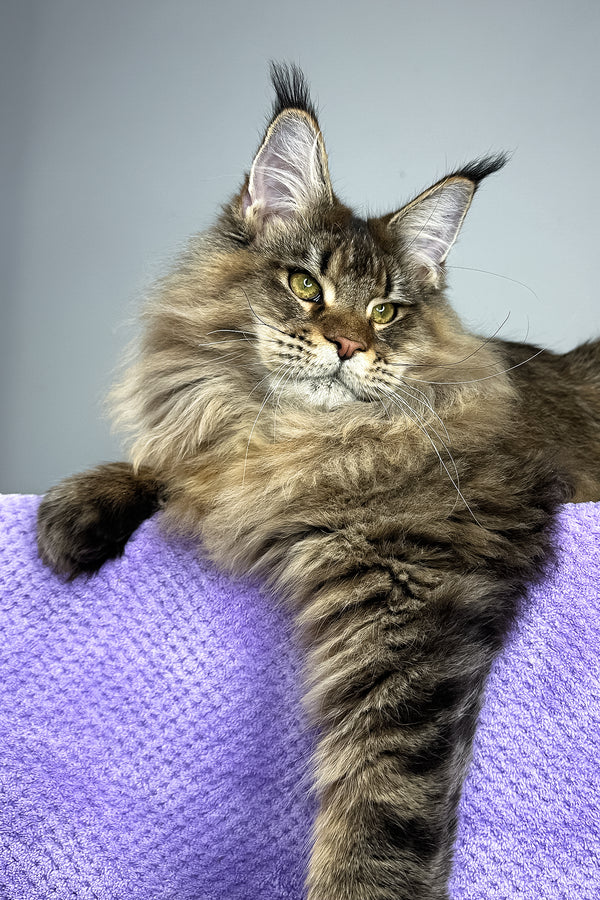 Honey Tiger | Maine Coon Kitten