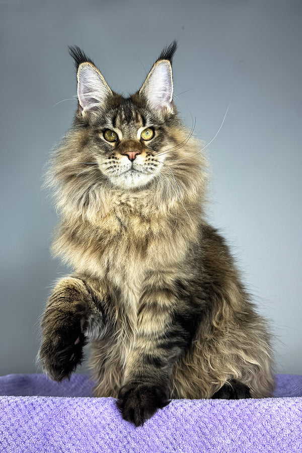 Honey Tiger | Maine Coon Kitten
