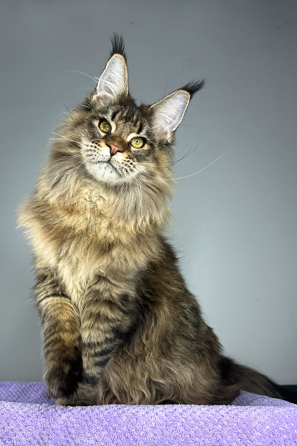 Honey Tiger | Maine Coon Kitten
